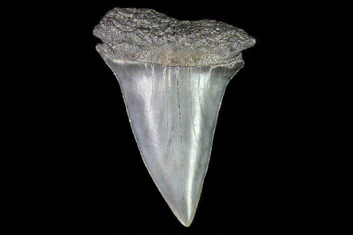 Fossil Mako Shark Tooth - Georgia #75225